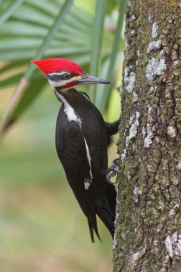 Pileated Woodpecker #2 Photograph by Paul Rebmann