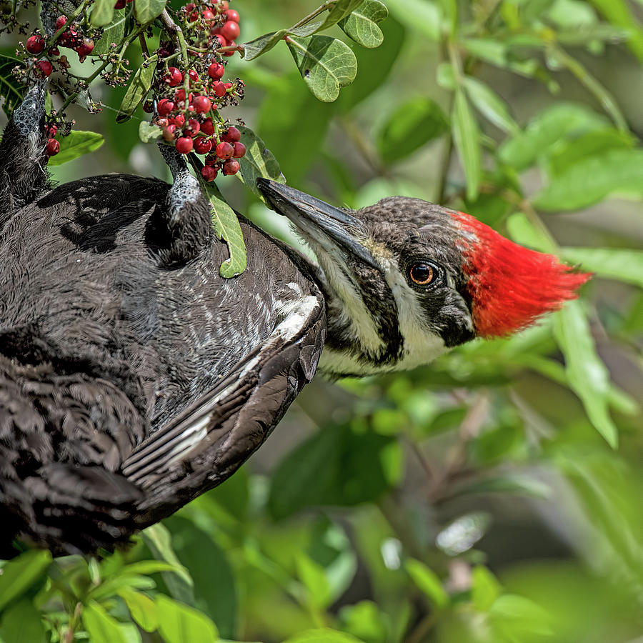 Pileated Woodpecker 3106 Photograph