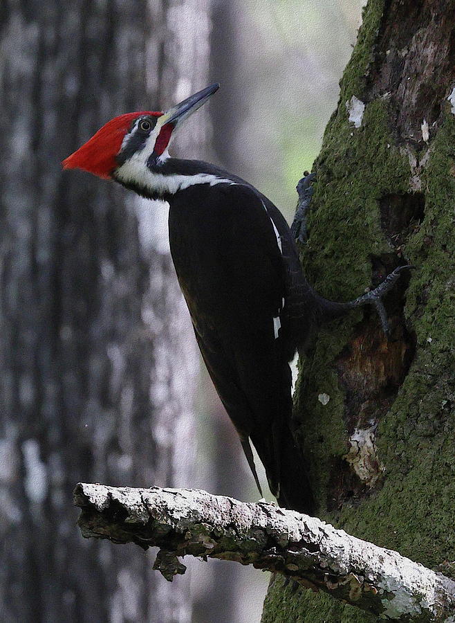 Pileated Woodpecker 4 Photograph by Mingming Jiang