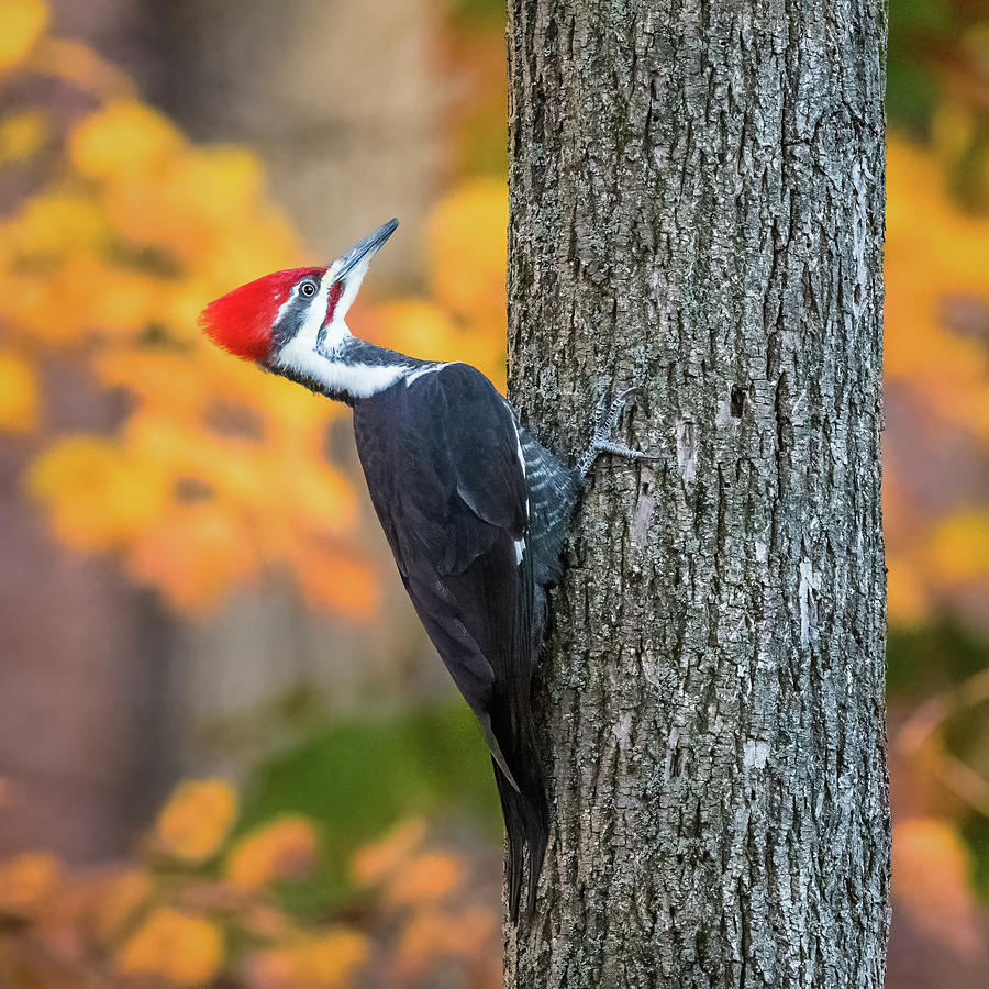 Pileated Woodpecker Photograph by Alexander Image