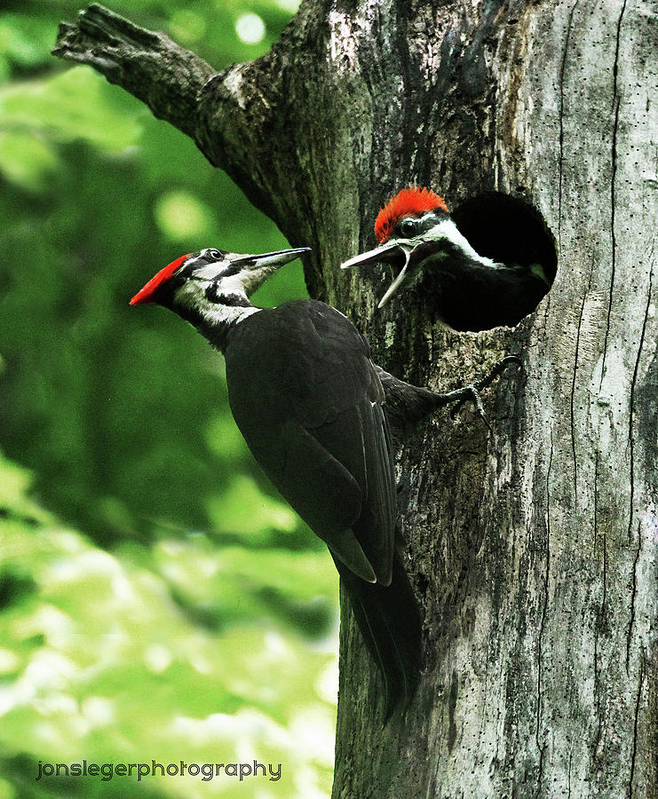 Pileated Woodpecker and baby Photograph by Jonathon Sleger | Fine Art ...