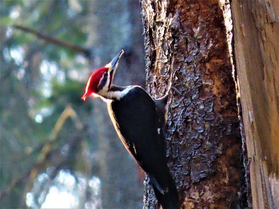 Pileated Woodpecker at Rancocas Nature Preserve Photograph by Linda Stern