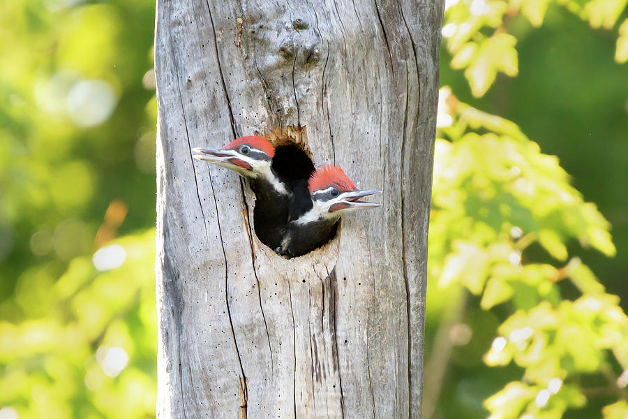 Pileated Woodpecker Babies 2021 02 Photograph By Judy Tomlinson - Pixels