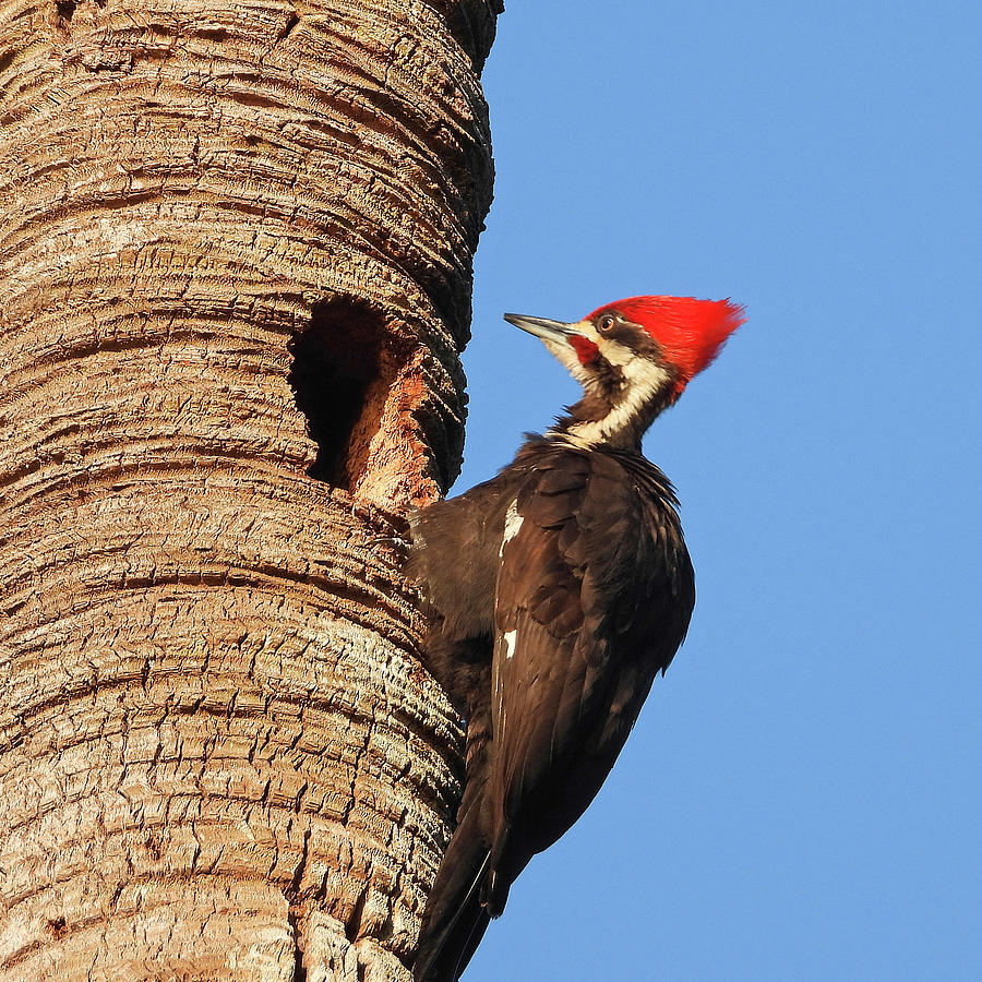 Pileated Woodpecker Photograph by Beatriz Portela