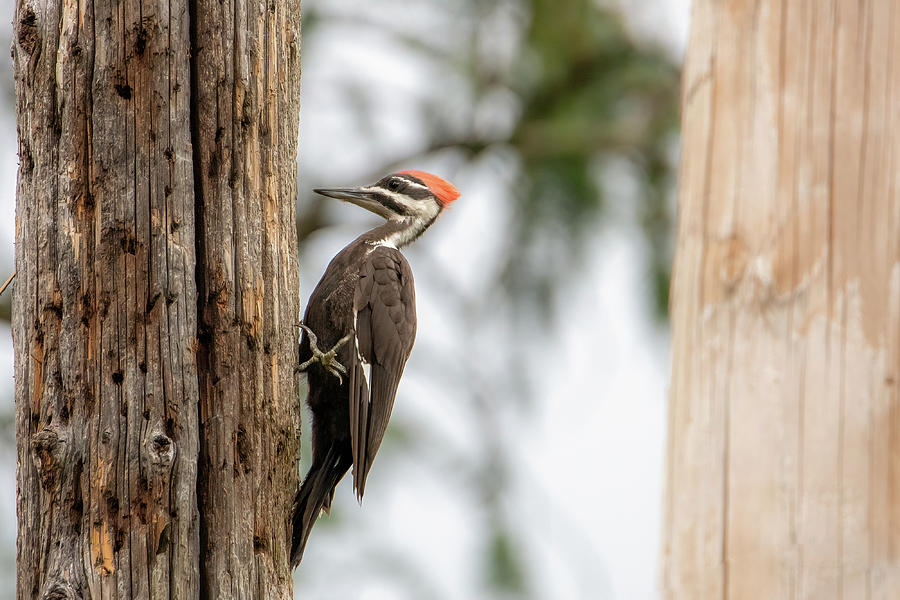Pileated Woodpecker Photograph By Benway Blanchard Images Fine Art America 
