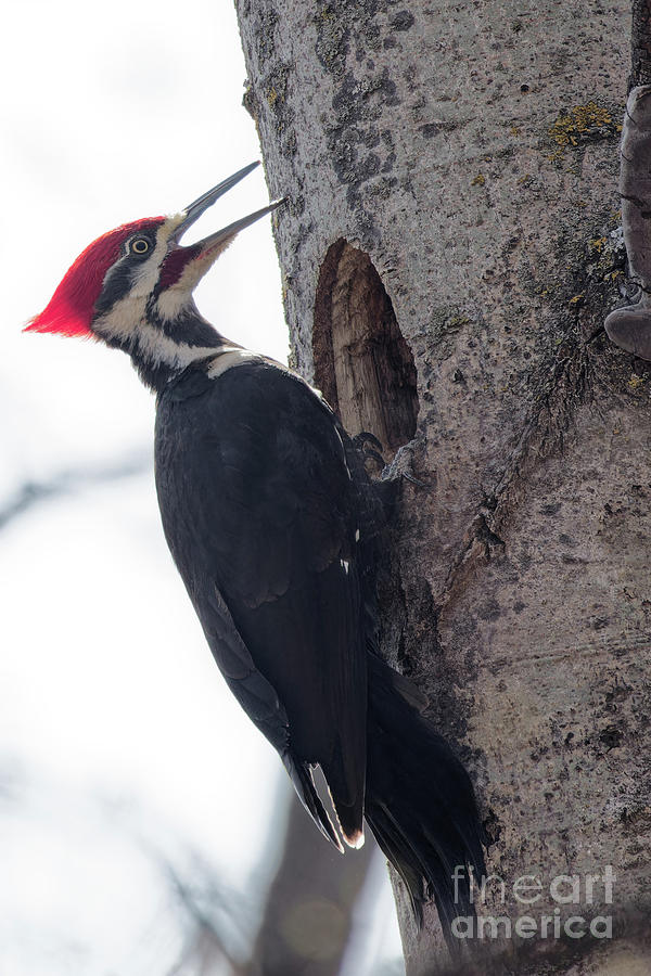 Pileated Woodpecker Calling Photograph by Natural Focal Point ...