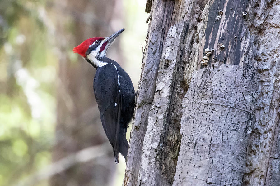 Pileated Woodpecker Photograph by Celine Pollard