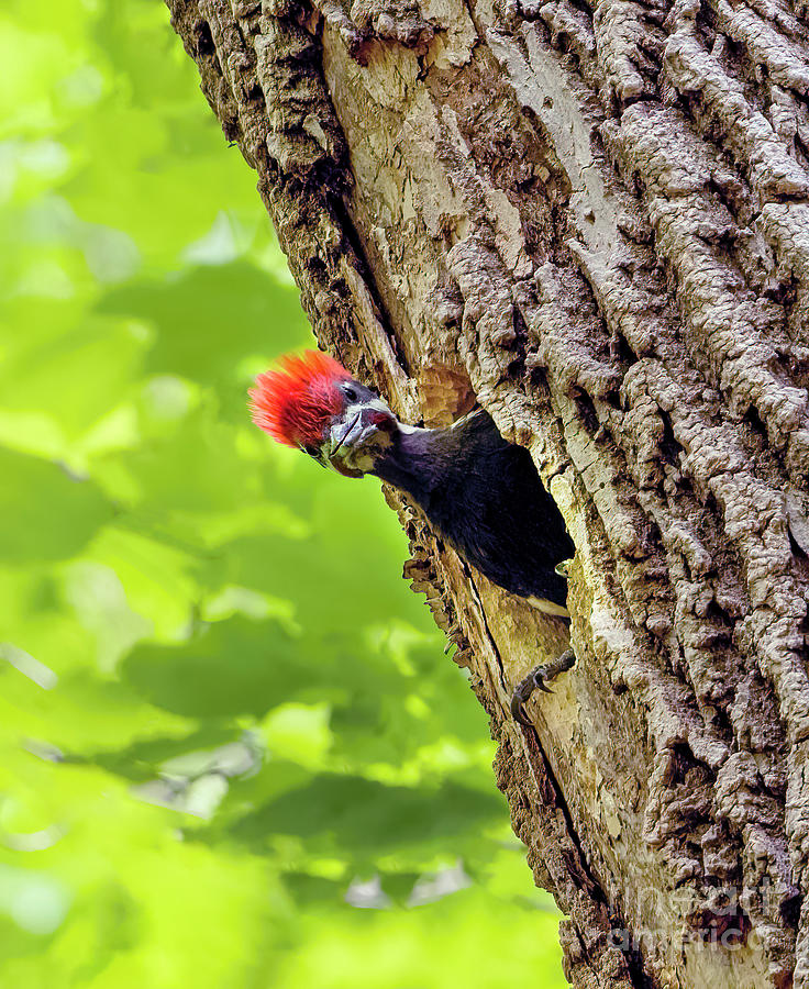 Pileated Woodpecker Chick Photograph by Sandra Rust