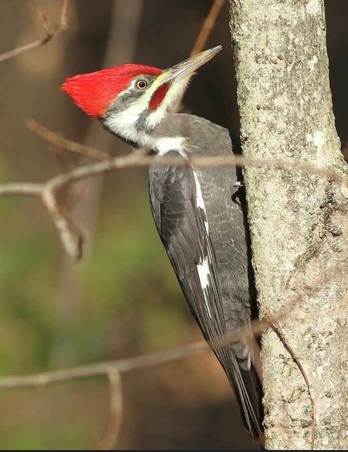 Pileated Woodpecker Photograph by Chris Williams - Fine Art America