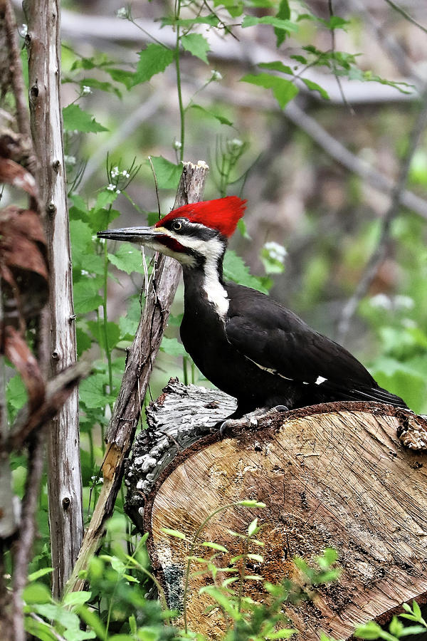 Pileated Woodpecker Close-up Photograph by Doolittle Photography and Art