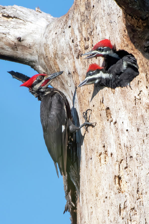 Pileated Woodpecker Daddy is home. Photograph by Bradford Martin