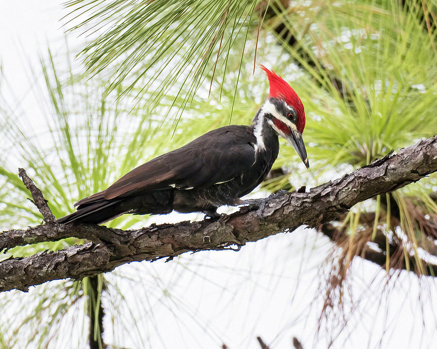 Pileated Woodpecker Photograph by Dawn Currie - Fine Art America