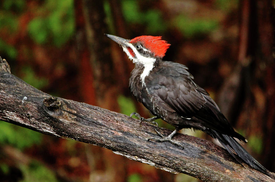 Pileated Woodpecker Photograph by Debbie Oppermann