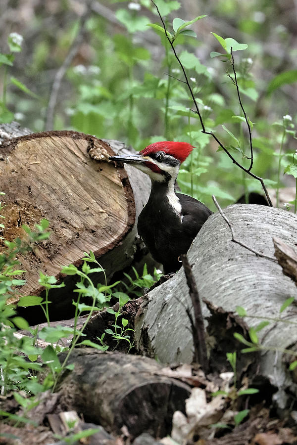 Pileated Woodpecker Photograph by Doolittle Photography and Art