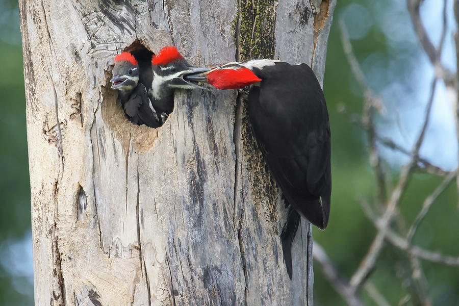 Pileated Woodpecker Family Photograph by Brook Burling