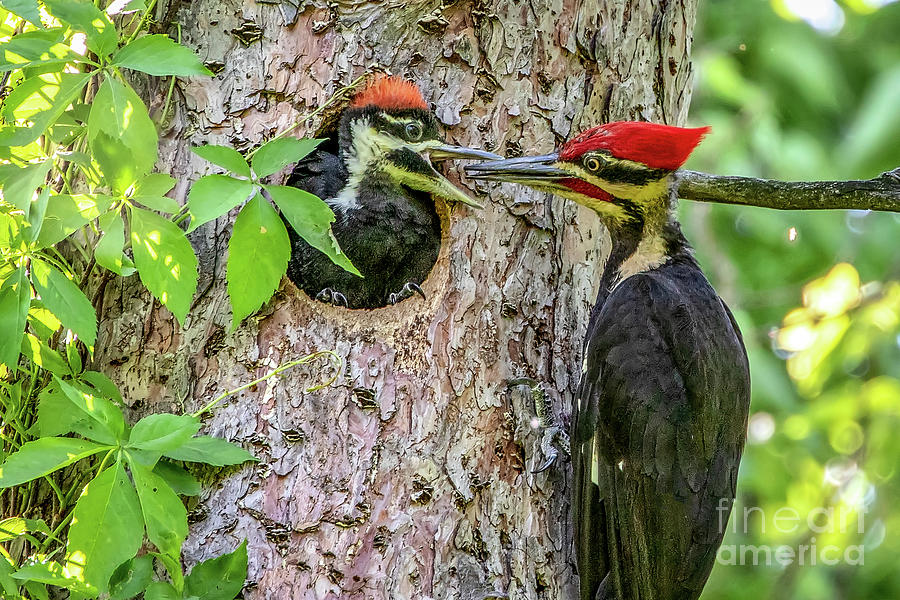 Pileated Woodpecker Family Photograph By Richard Chasin - Fine Art America