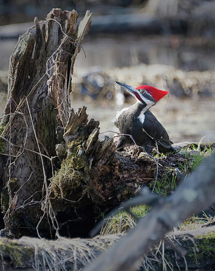Pileated Woodpecker Feeding Photograph by Flinn Hackett
