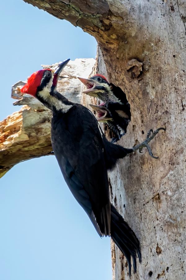 Pileated Woodpecker Feeding Nestlings Photograph by Bradford Martin
