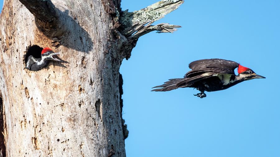 Pileated Woodpecker Flies Away From Nestling Photograph by Bradford Martin