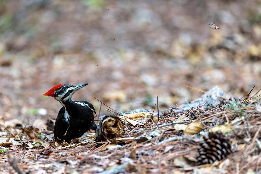 Pileated Woodpecker Flying Chips Photograph by Patti Deters