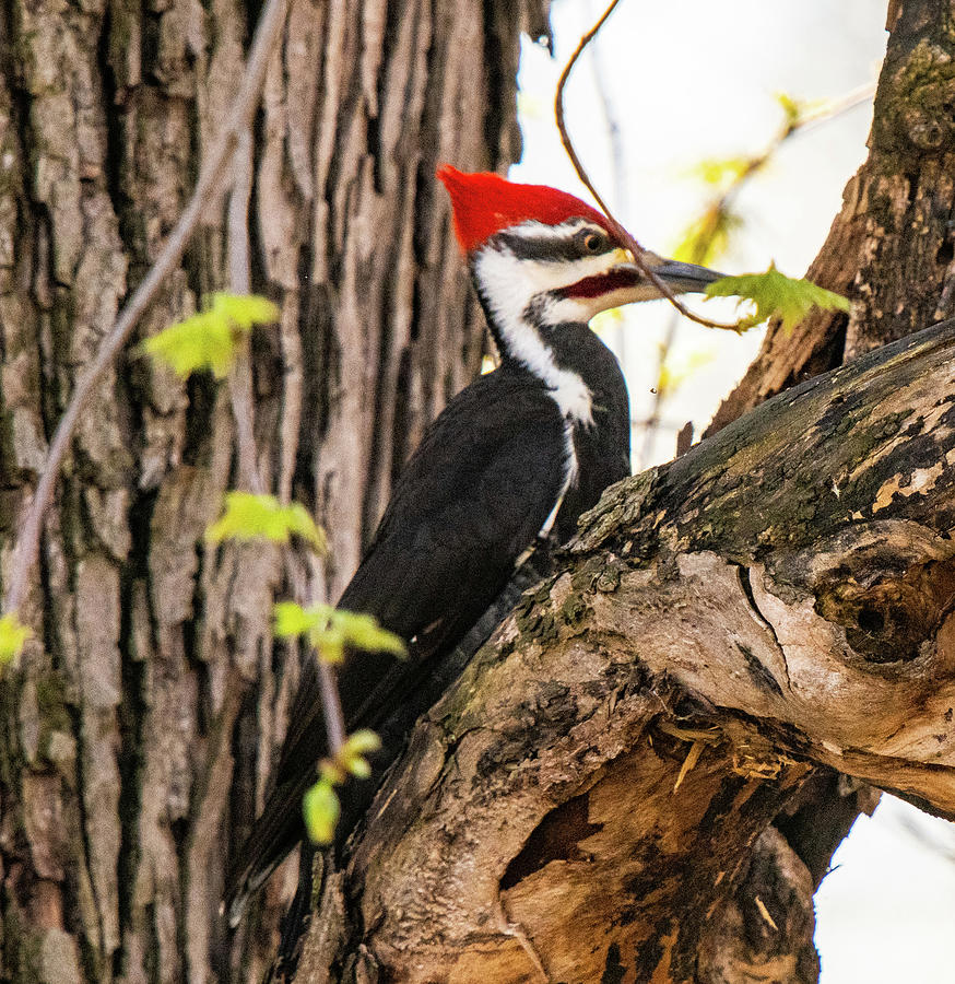 Pileated Woodpecker Photograph by Franklin Baker - Fine Art America