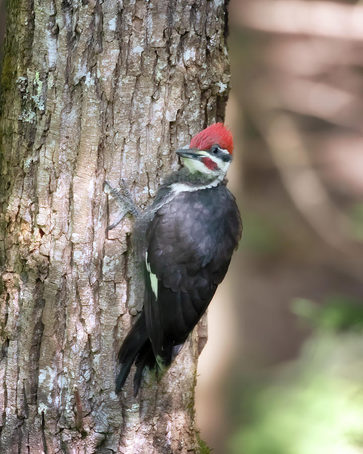 Pileated Woodpecker - Great Smoky Mountains National Park Photograph by Susan Rissi Tregoning