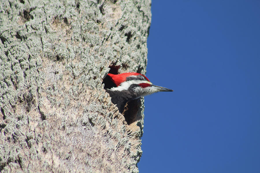 Pileated Woodpecker In A Palm Tree Photograph by Robert Banach