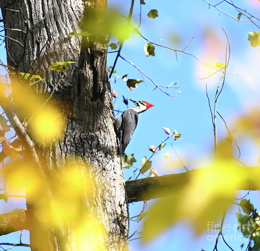 Woodpecker Photograph - Pileated Woodpecker in Autumn by Kerri Farley