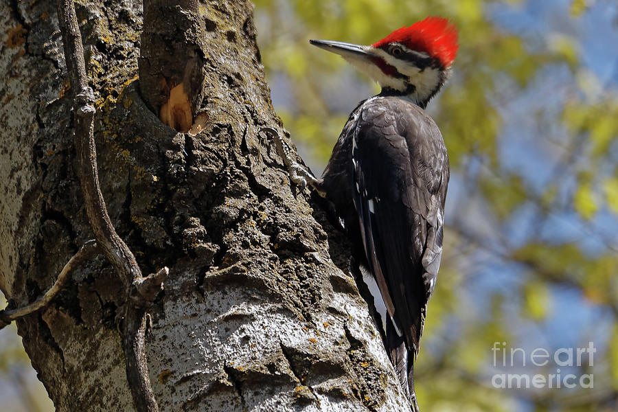Pileated Woodpecker in Bright Sunlight Photograph by Natural Focal Point Photography