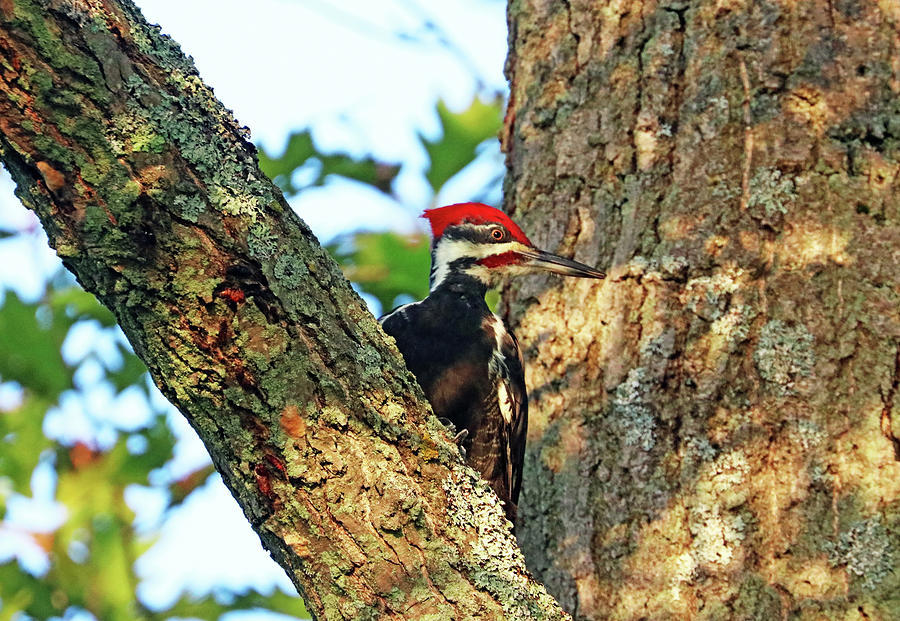 Pileated Woodpecker In Dappled Morning Light Photograph