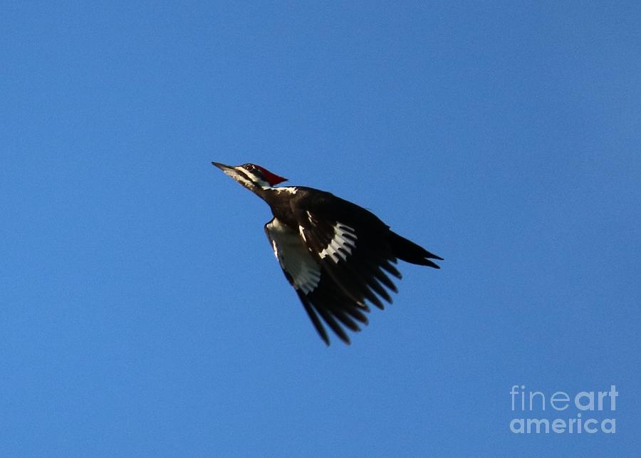 Pileated Woodpecker in Flight Photograph by Carol Groenen