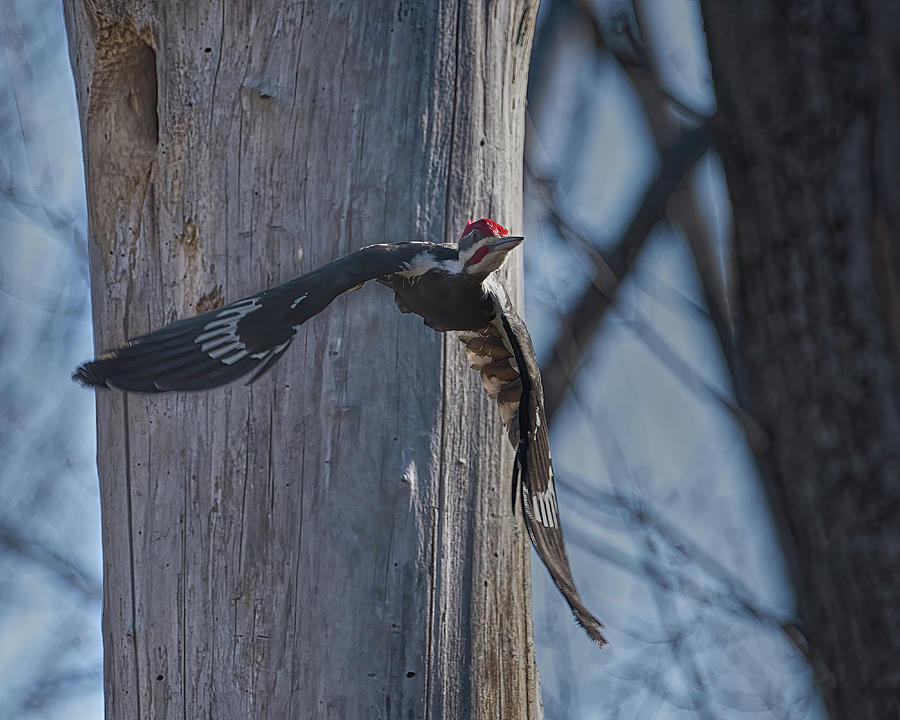 Pileated Woodpecker In Flight Photograph by Flinn Hackett