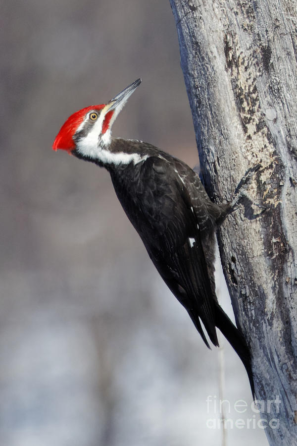 Pileated Woodpecker top Canvas, Woodpecker Babies Wall Art, Woodpecker Wall Decor