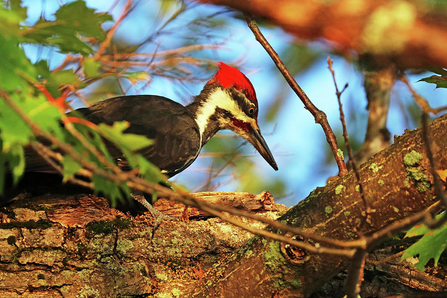 Pileated Woodpecker In Oak Tree Photograph