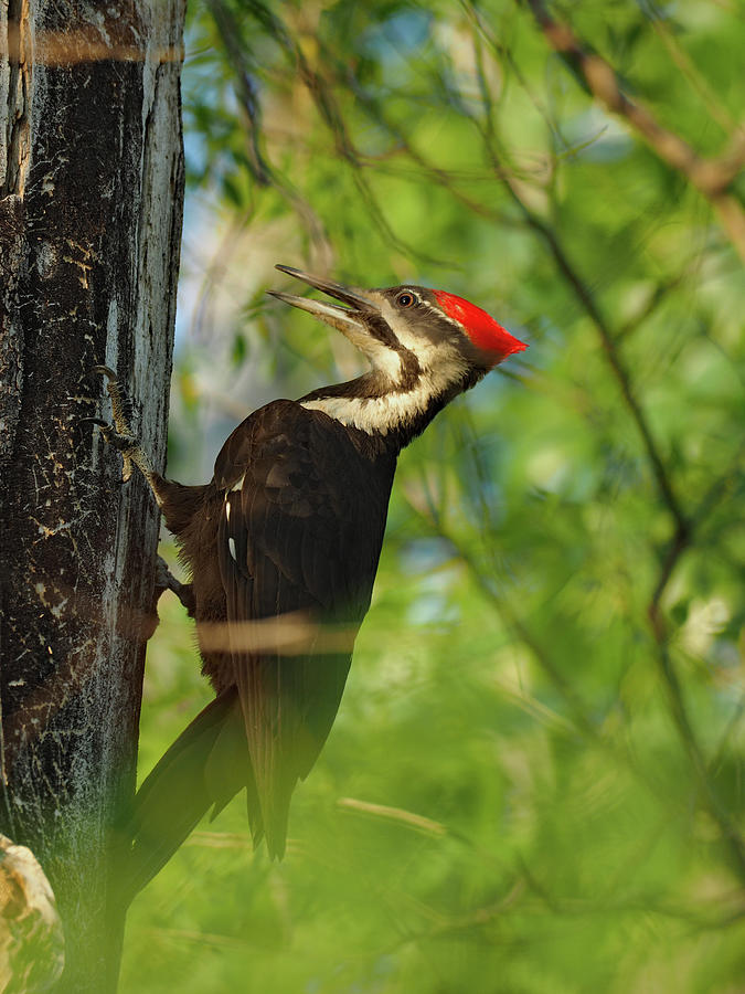 Pileated Woodpecker Photograph by James Peterson