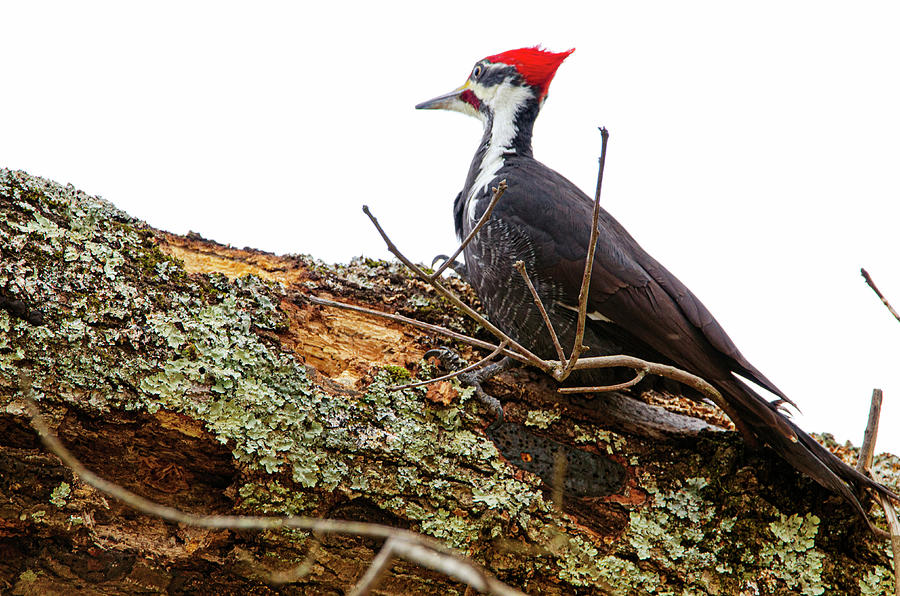 Pileated Woodpecker Photograph by Jim Cook