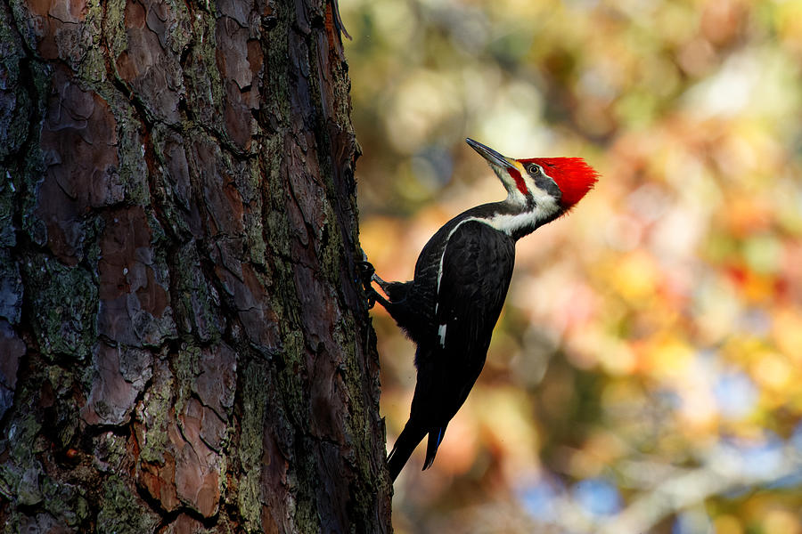 Pileated Woodpecker Photograph by Ken Fullerton