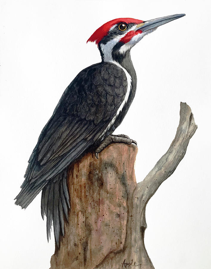 Pileated Woodpecker  Painting by Linda Apple