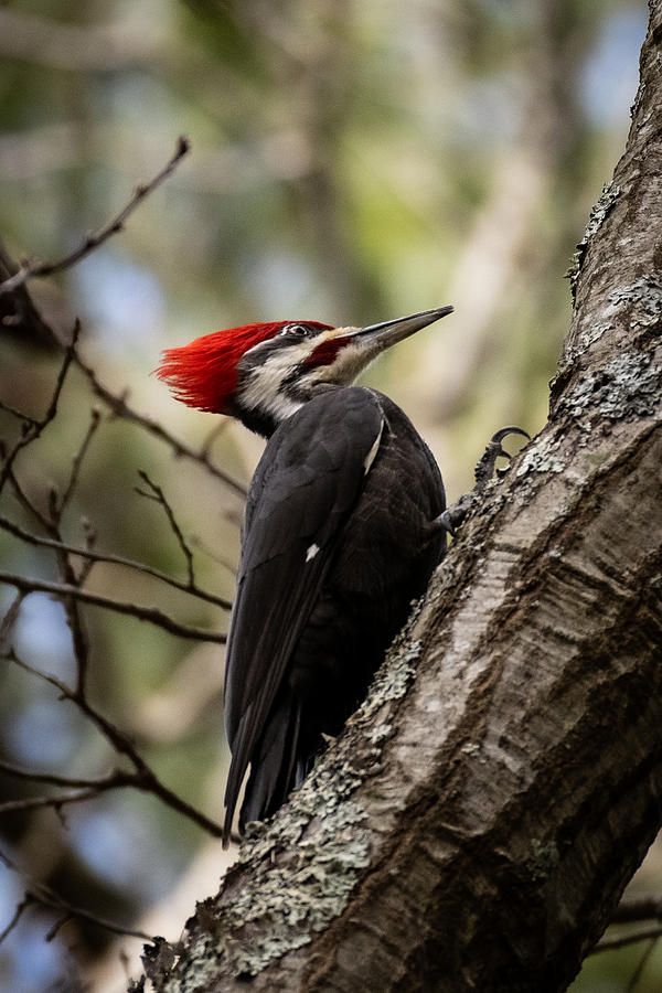 Pileated Woodpecker Photograph by Linda Bonaccorsi