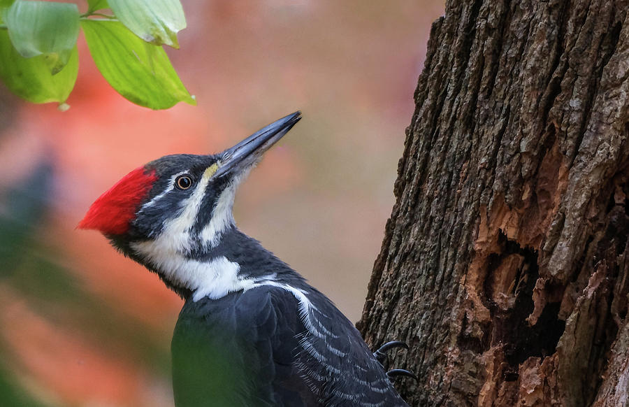 Pileated Woodpecker Photograph by Louise Ingram - Fine Art America