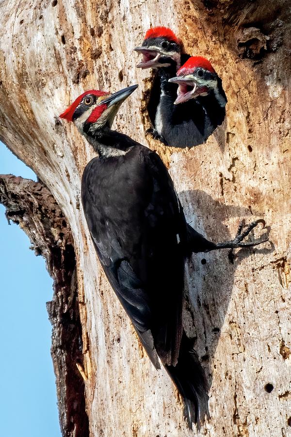Pileated Woodpecker Male with Chicks Photograph by Bradford Martin
