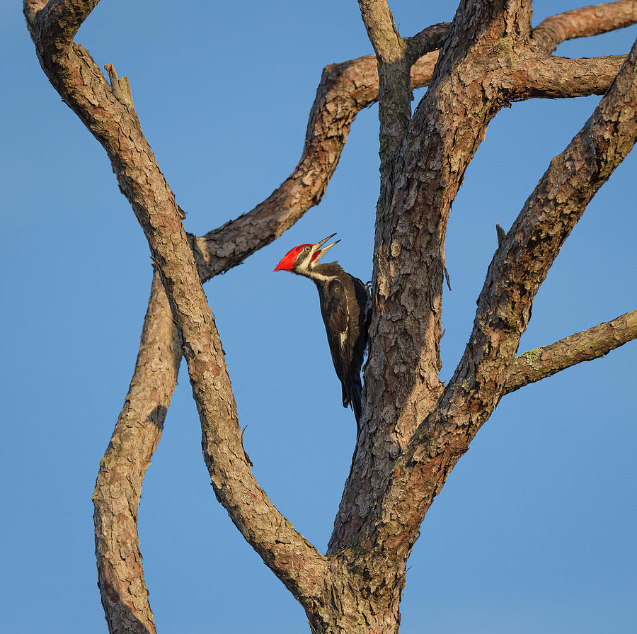 Pileated Woodpecker Photograph by Maresa Pryor-Luzier