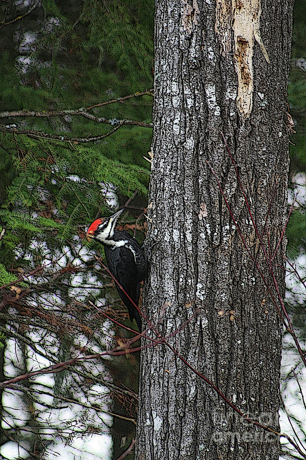 Pileated Woodpecker Photograph by Mary Mikawoz