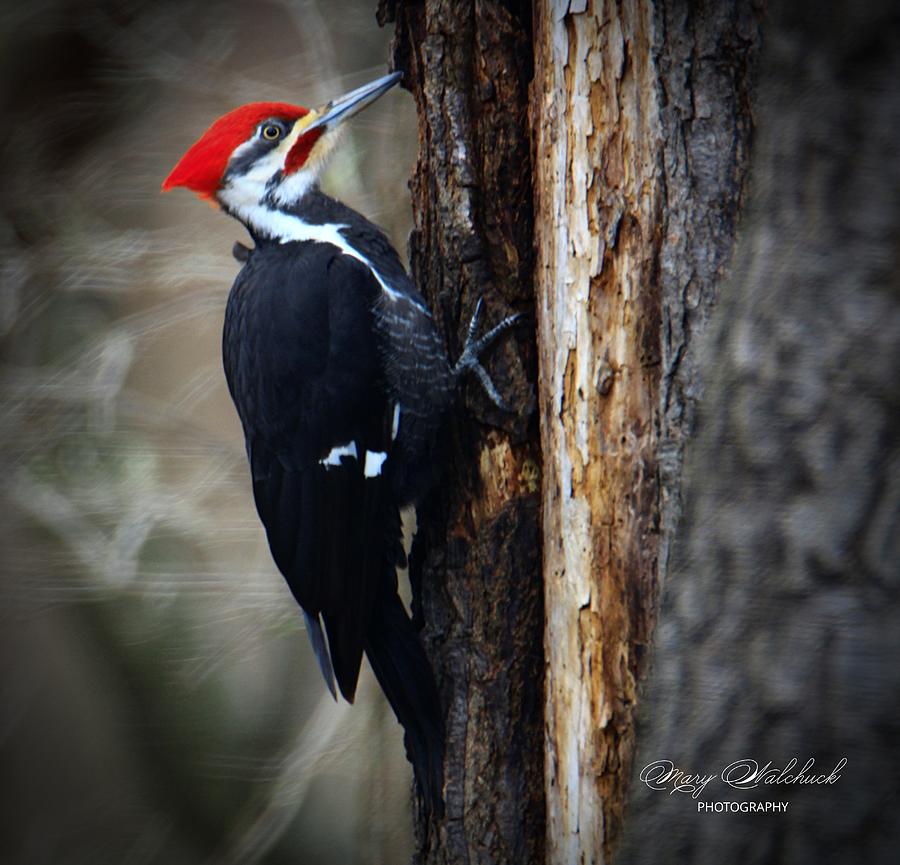 Pileated Woodpecker Photograph by Mary Walchuck