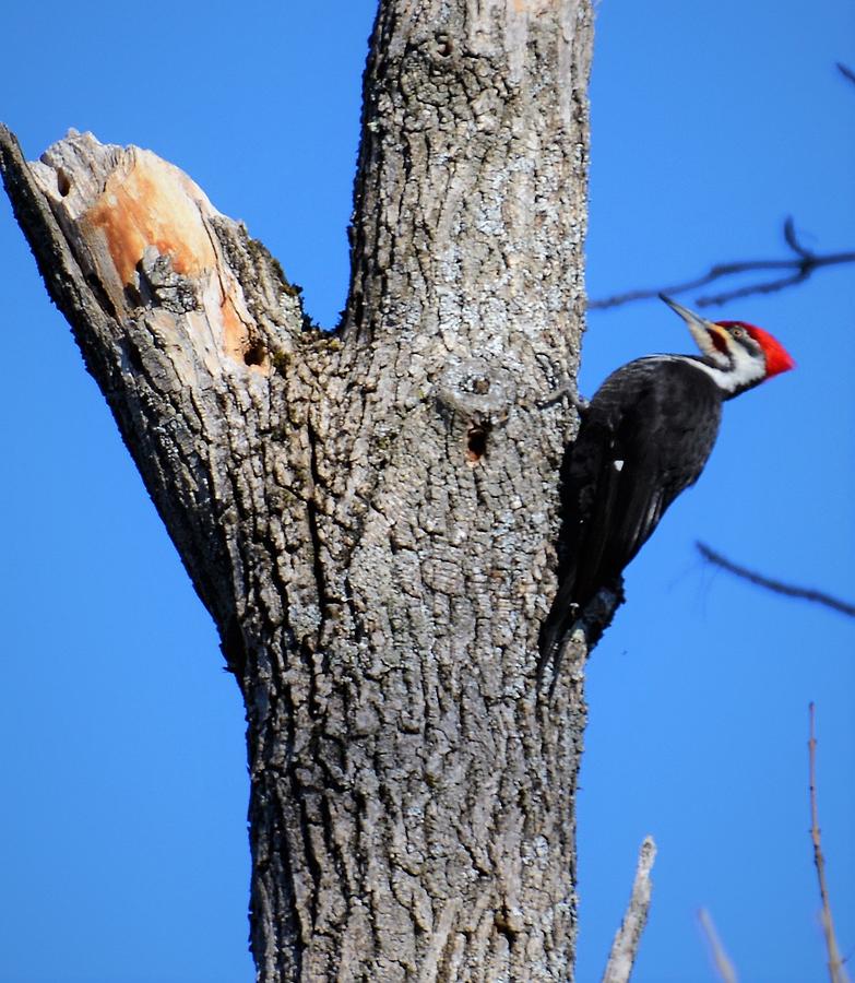 Pileated Woodpecker Photograph by Melissa Mistretta - Fine Art America