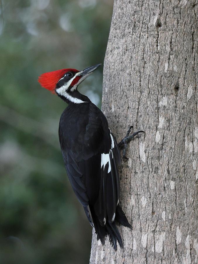 Pileated Woodpecker Photograph by Mingming Jiang