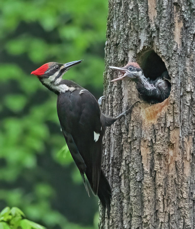 Pileated Woodpecker Mom and Baby Photograph by Scott Miller - Fine Art ...