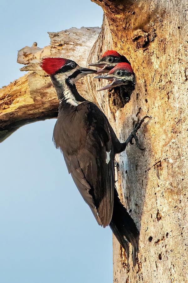 Pileated Woodpecker Mother feeds Young Photograph by Bradford Martin