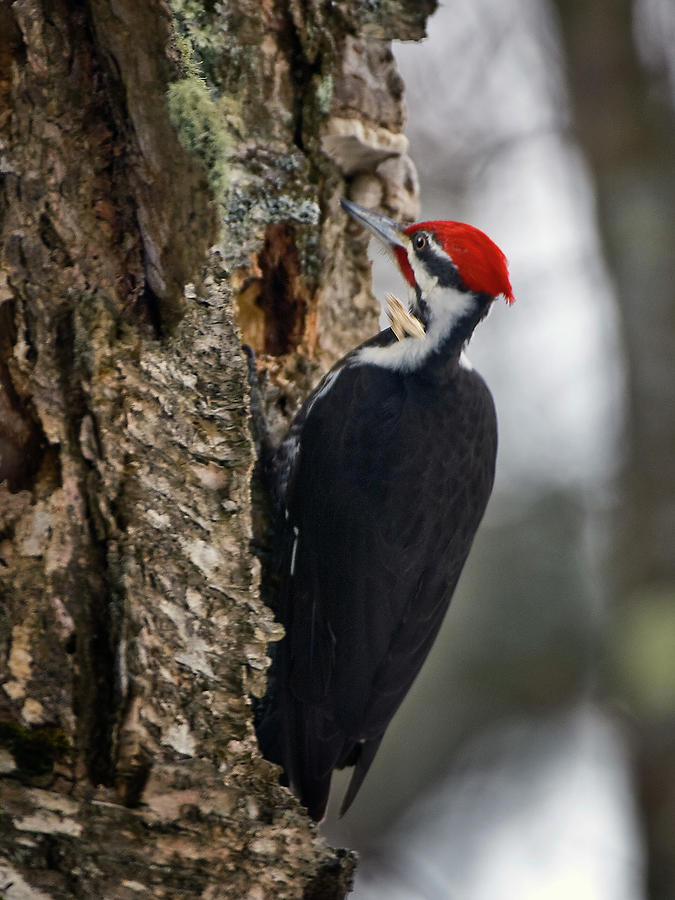 Pileated Woodpecker - Naubinway, Michigan USA Photograph by Edward Shotwell