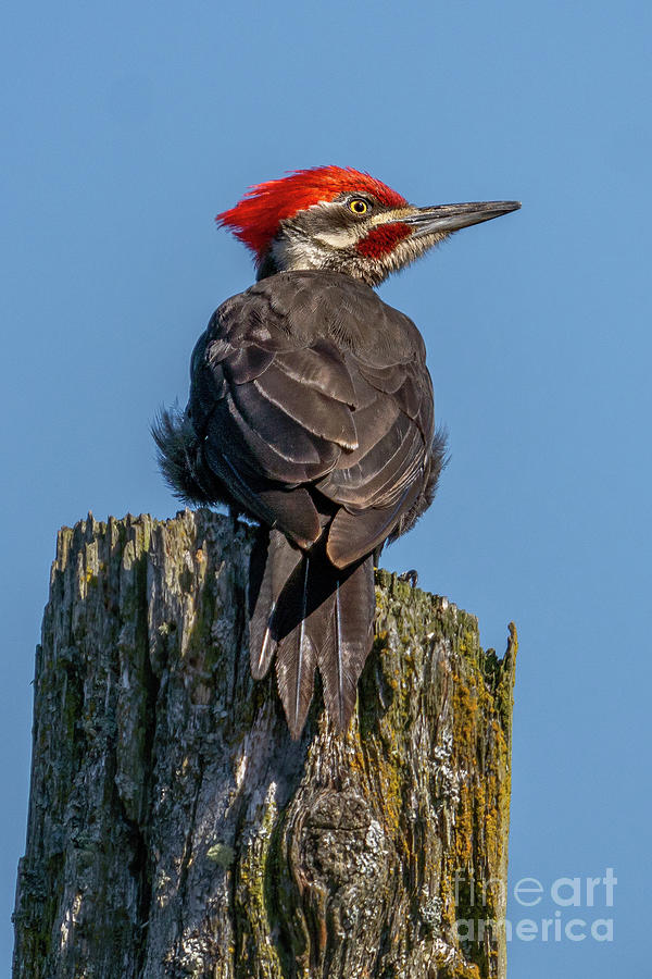 Pileated Woodpecker on Post Photograph by Nancy Gleason